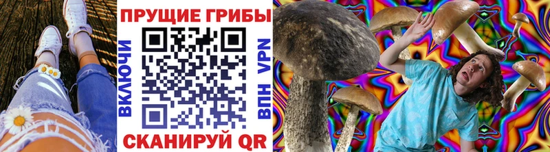 omg зеркало  дарнет шоп  Судогда  Псилоцибиновые грибы мухоморы 